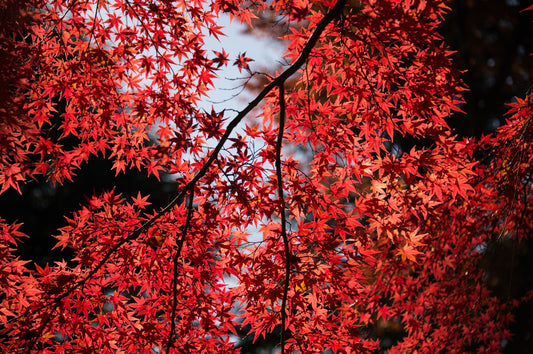Ahorn