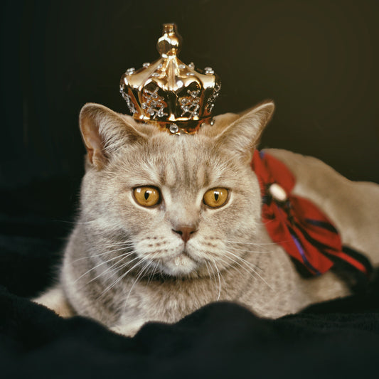 Katze mit Krone